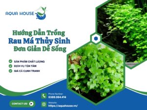 Rau má thủy sinh