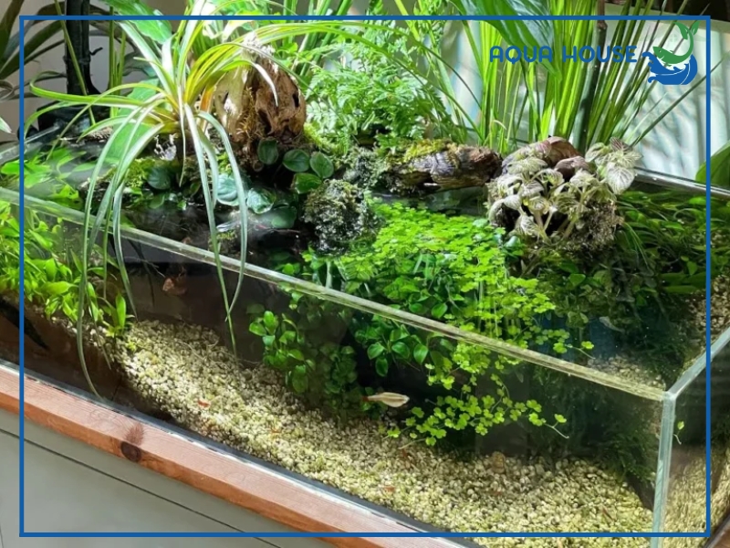 Cách Chăm Sóc Lan Nước Thủy Sinh