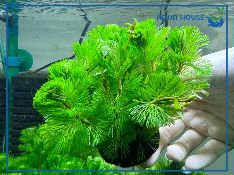 Đặc Điểm Sinh Trưởng Của Rong La Hán