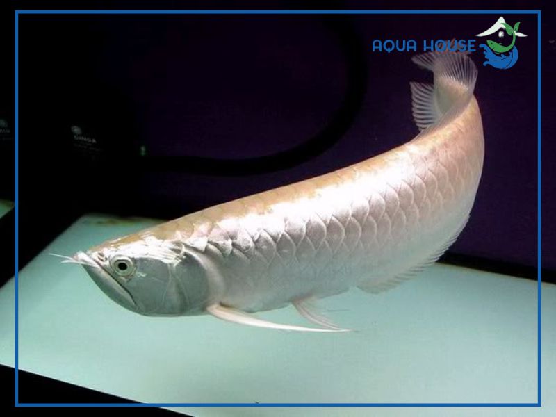 Ý nghĩa phong thủy và sức hút của cá rồng Albino