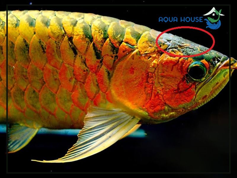 Cá rồng bị nấm là gì?