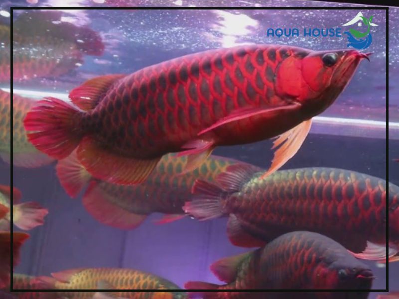 Những lưu ý khi điều trị cá rồng bị tuột nhớt