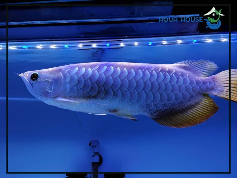 Cá rồng blue base là gì?