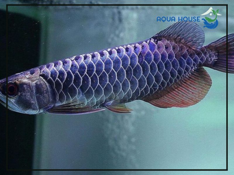 Thức ăn cho cá rồng blue base