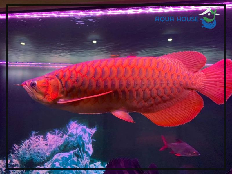 Nên làm gì khi cá rồng chết?