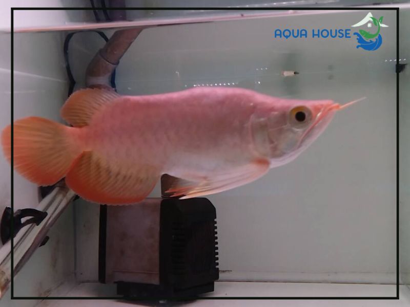 Vì sao cá rồng Fafu được nhiều người yêu thích?