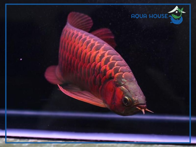 Hướng dẫn chăm sóc cá rồng hồng long hằng ngày