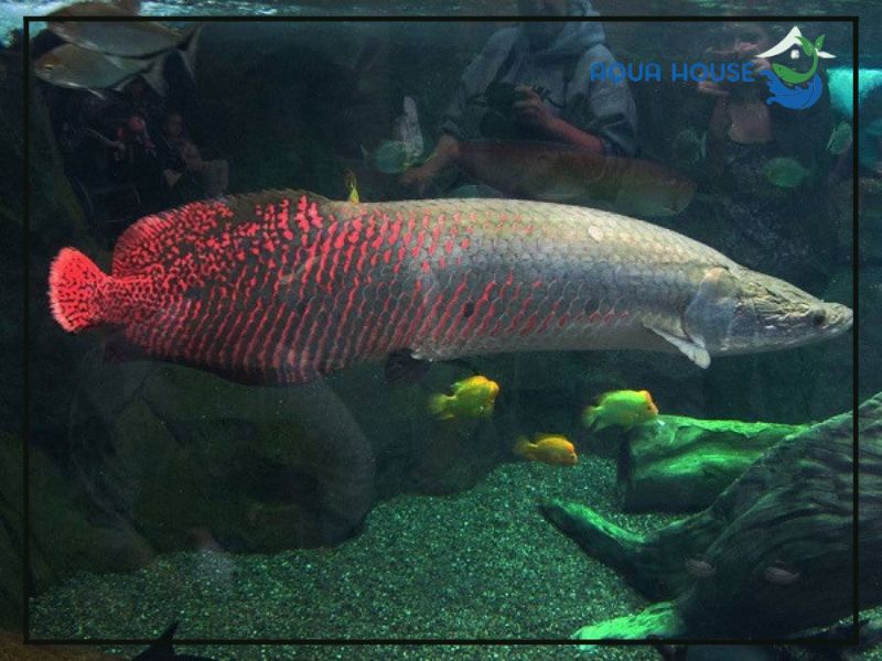 Nguồn gốc của cá rồng khổng lồ