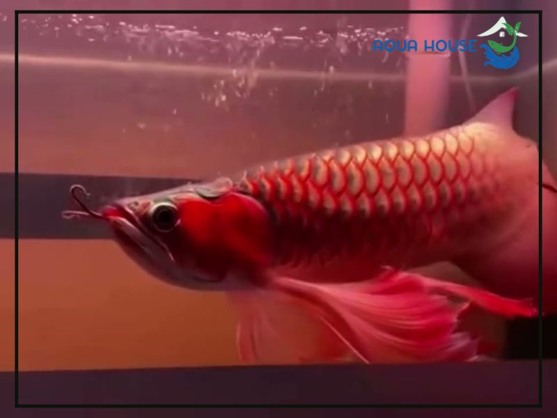 Thức ăn cho cá rồng phượng hoàng