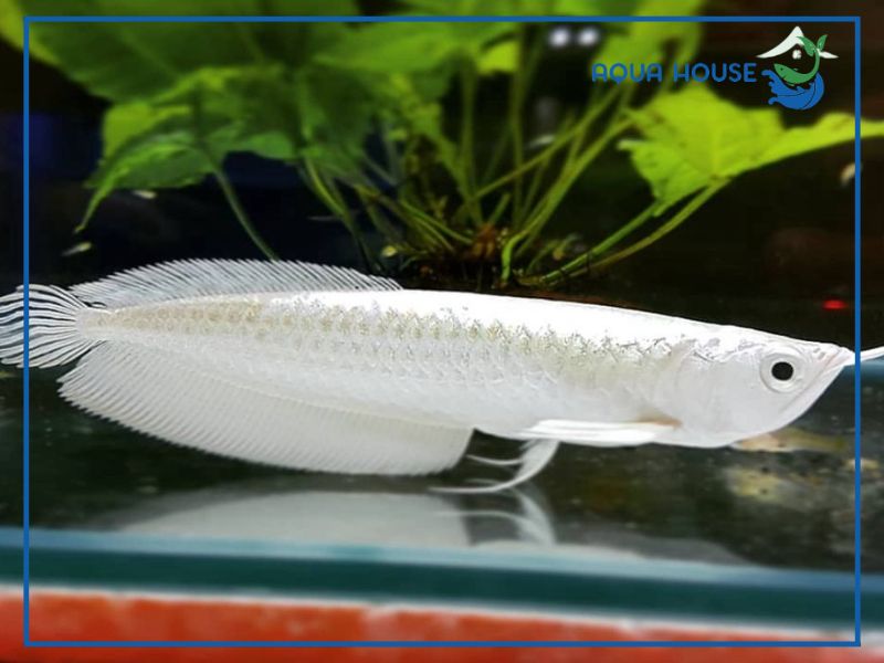 Giá trị phong thủy và thước đo đẳng cấp