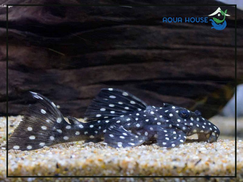 Pleco L029 là gì?