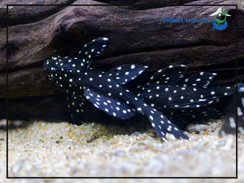 Cách vệ sinh và bảo dưỡng Pleco L029