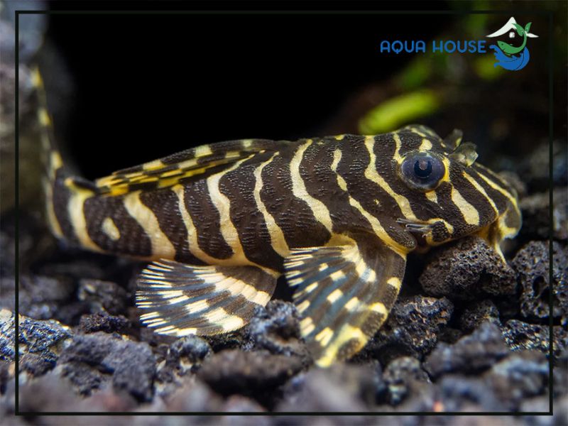 Pleco L134 là cá gì?