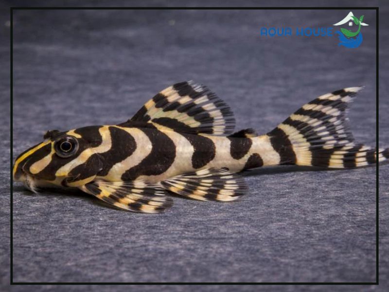 Điều kiện môi trường lý tưởng để nuôi Pleco L134