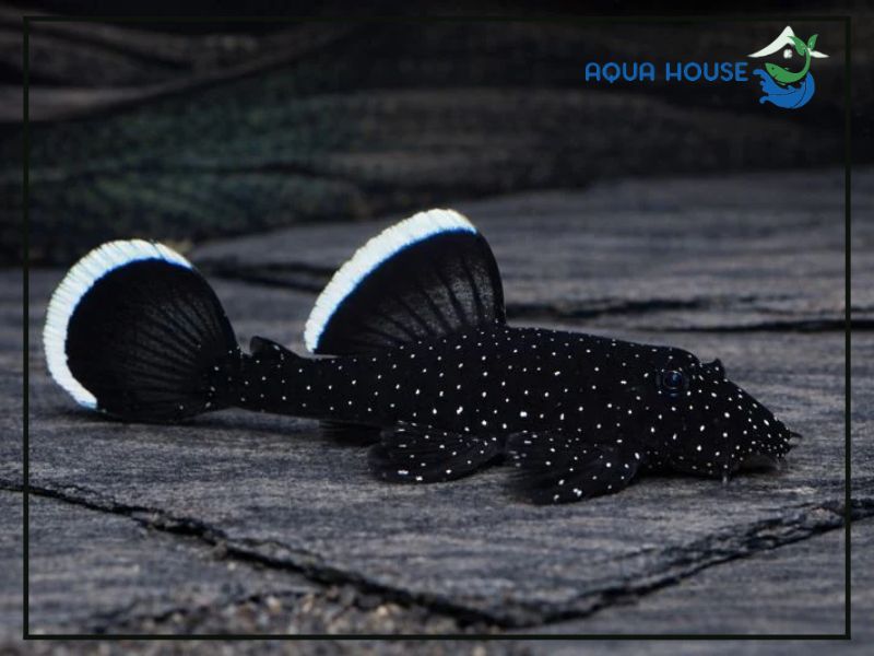 Pleco L183 là cá gì