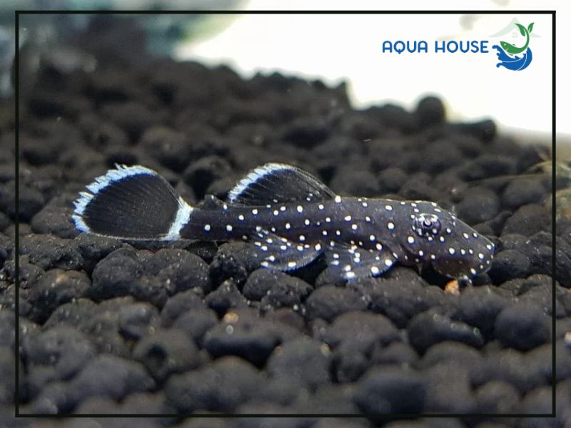 Thức ăn cho Pleco L183