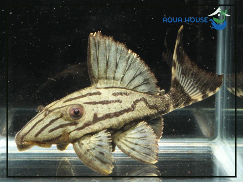 Pleco L191 là cá gì?