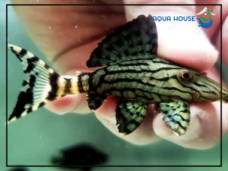 Cách chăm sóc Pleco L191 giúp cá phát triển tốt
