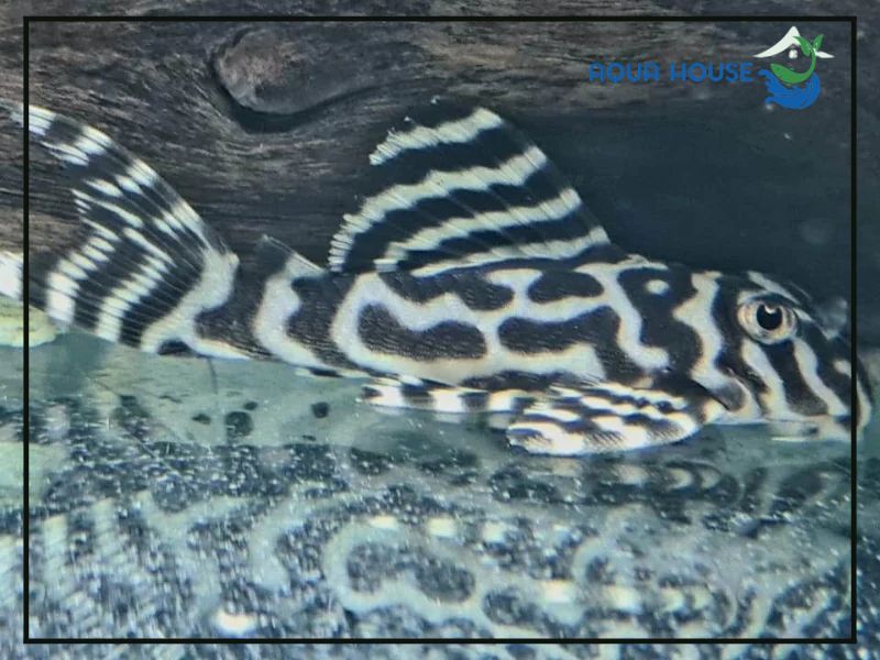 Cá Pleco L236 là gì?