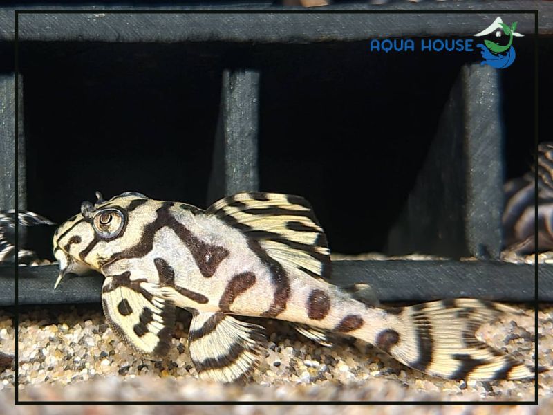 Cách nuôi Pleco L236 trong hồ thủy sinh