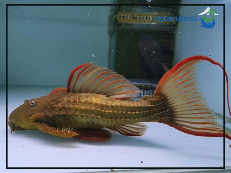 Nguồn gốc của Pleco L24