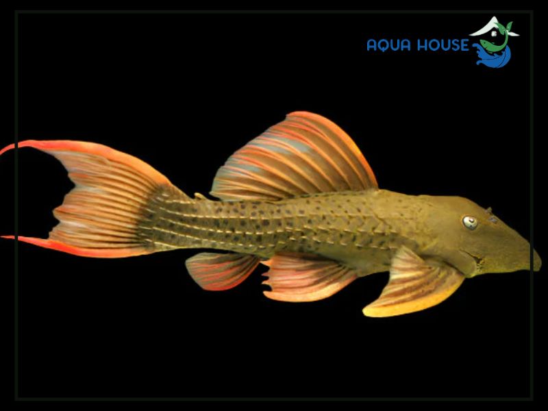 Điều kiện hồ nuôi phù hợp cho Pleco L24