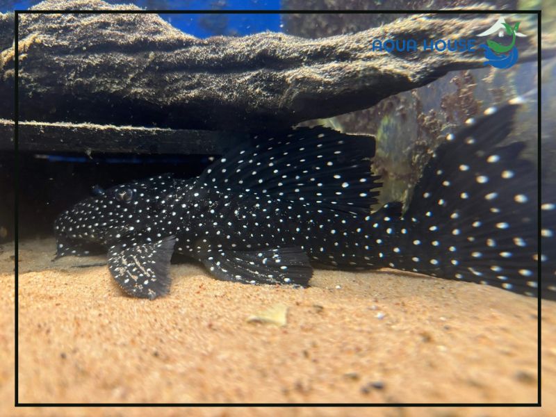 Pleco L240 là cá gì?