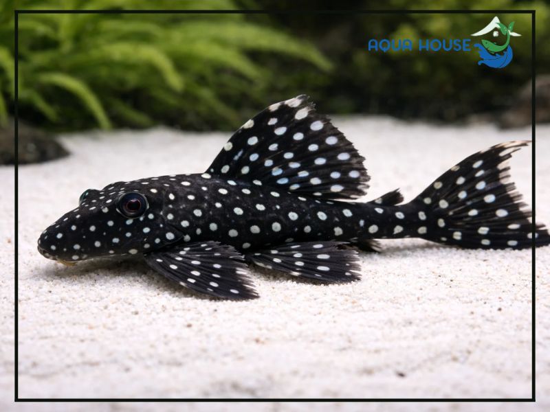 Thức ăn cho Pleco L240