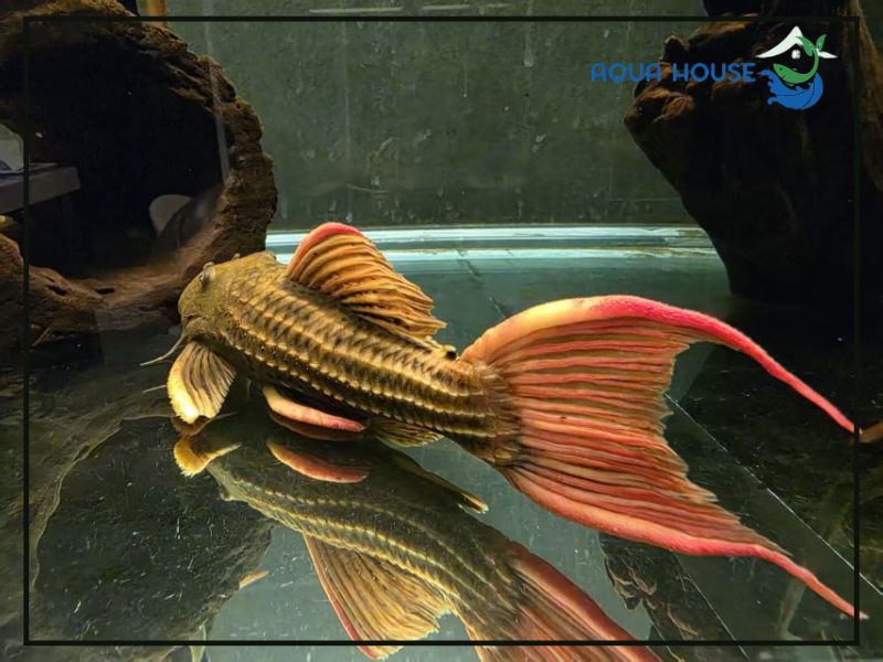 Nguồn gốc của Pleco L25