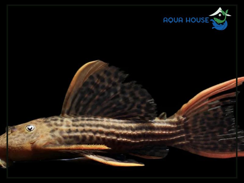 Cách nuôi Pleco L25 đúng kỹ thuật