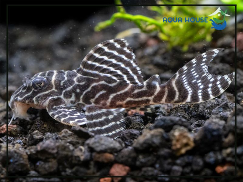 Pleco L333 là gì?
