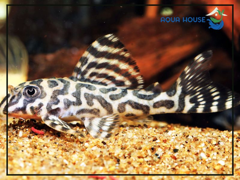 Cách nuôi Pleco L333 cho người mới