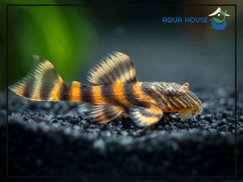Nguồn gốc và phân loại Pleco L397