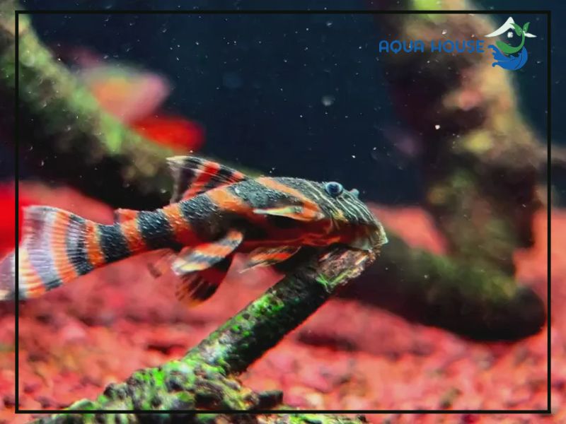 Thức ăn cho Pleco L397