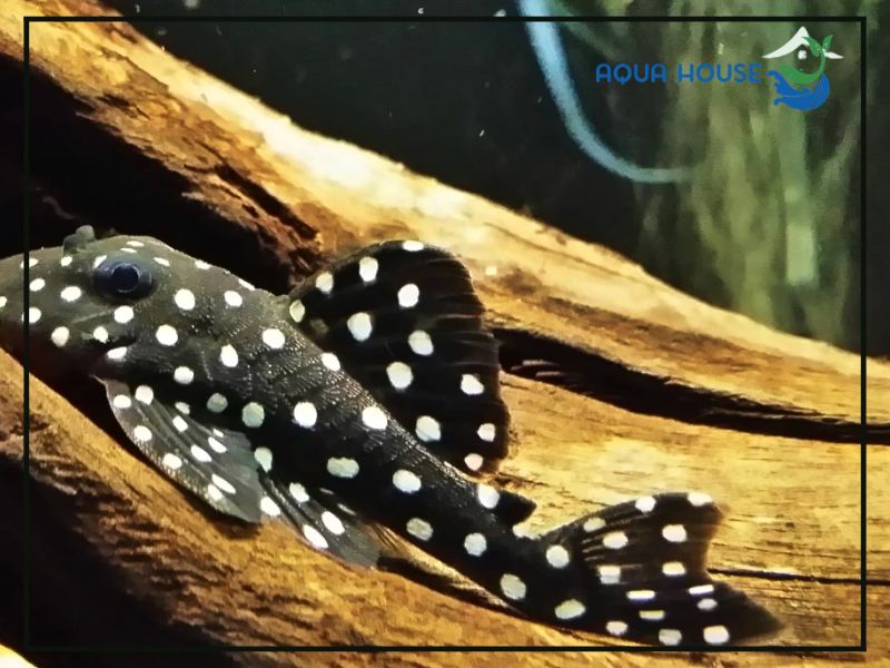 Vì sao Pleco L471 được người chơi yêu thích?