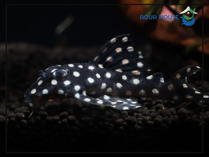 Điều kiện hồ nuôi phù hợp cho Pleco L471