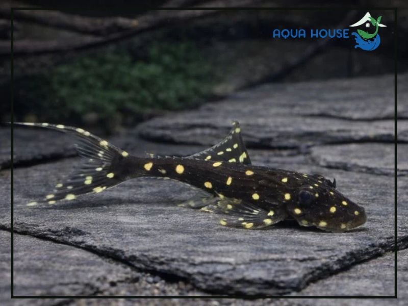 Tổng quan về Pleco L155
