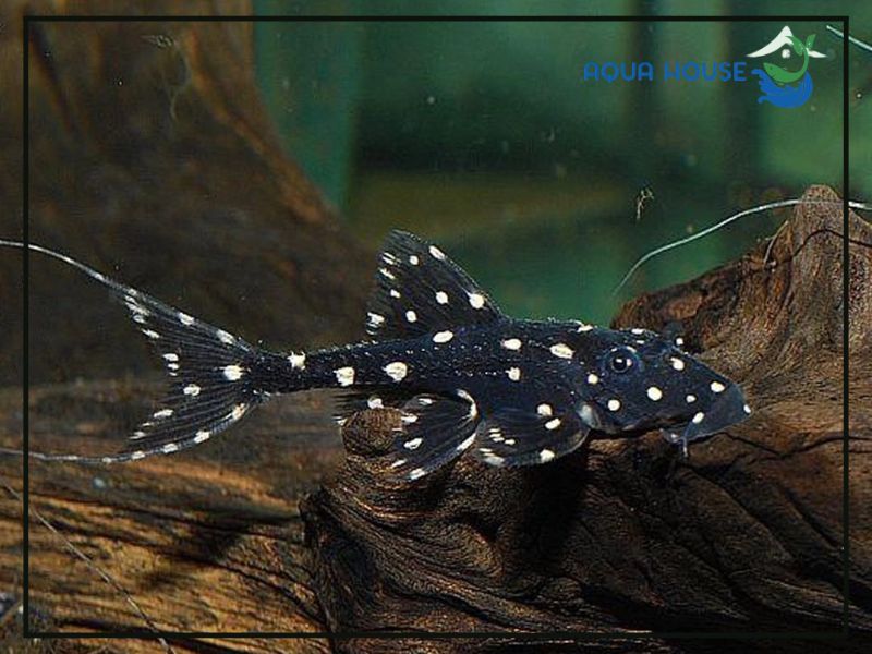 Chế độ dinh dưỡng cho Pleco L155