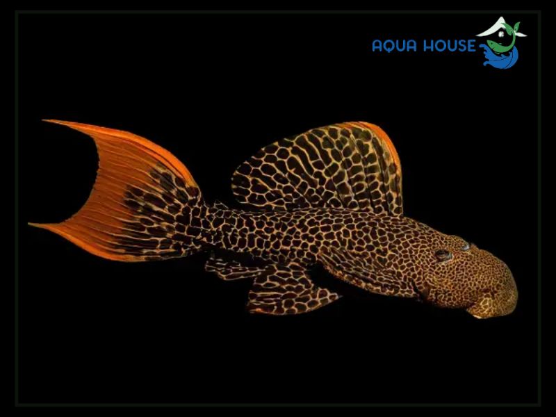 Nguồn gốc và phân loại của Pleco L600