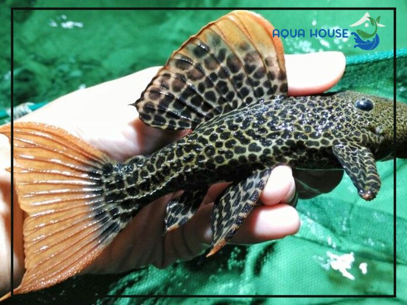 Thức ăn cho Pleco L600