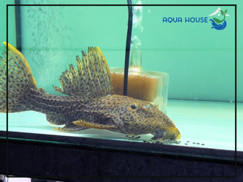 Tổng quan về dòng cá Pleco L63