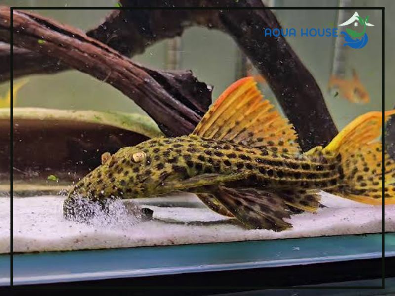 Cách nuôi Pleco L63 đúng kỹ thuật cho người mới
