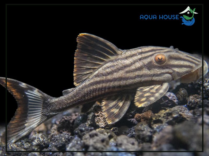 Pleco L190 Là Cá Gì?