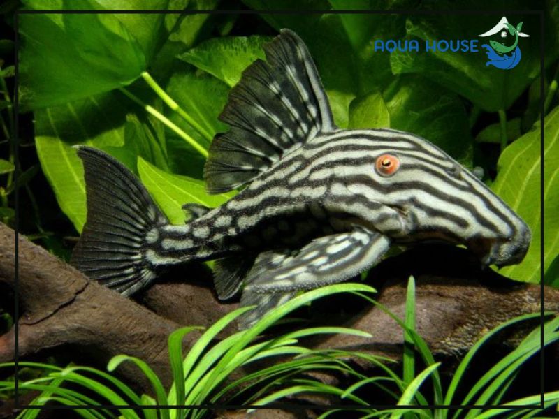 Điều kiện môi trường phù hợp cho Pleco L190