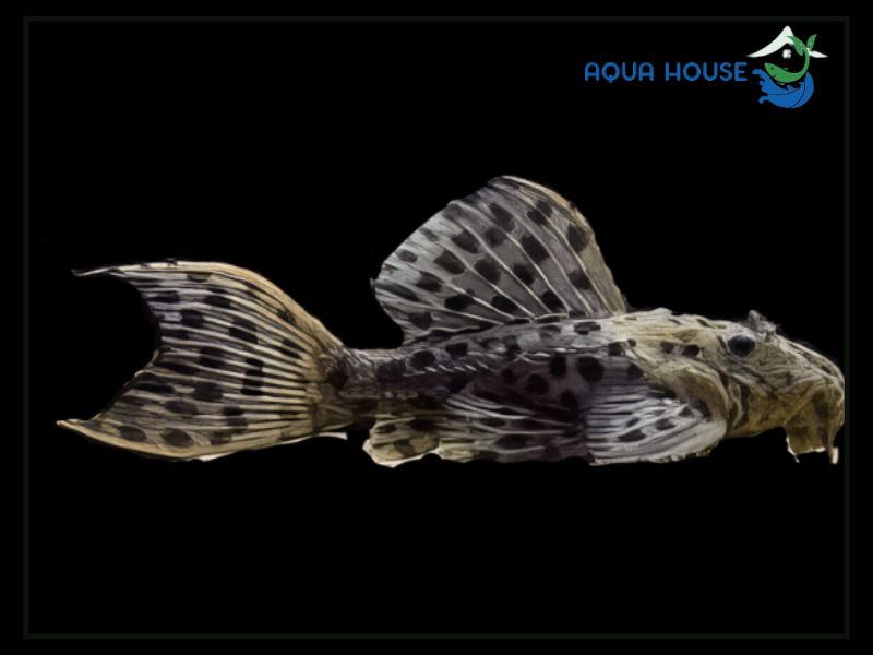 Pleco L96 là cá gì?