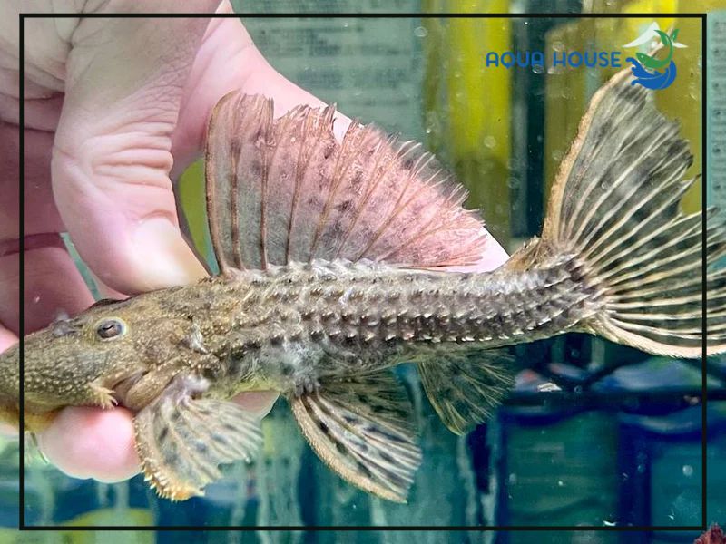 Cách chăm sóc Pleco L96 khỏe mạnh