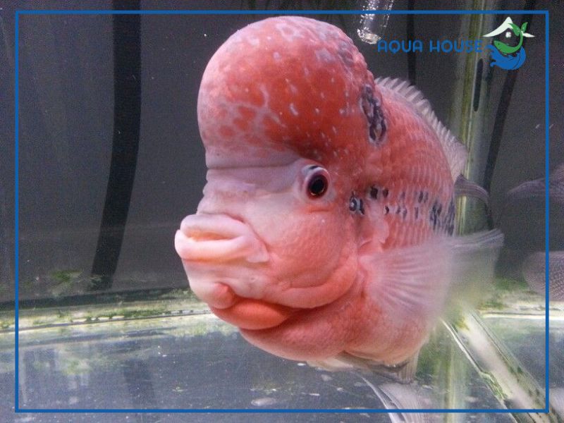 Đặc điểm nhận biết cá La Hán bị lủng đầu