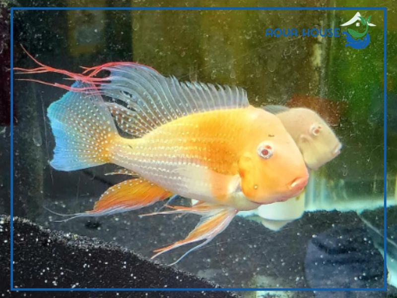 Cá Hải Hồ Albino có đặc điểm gì?