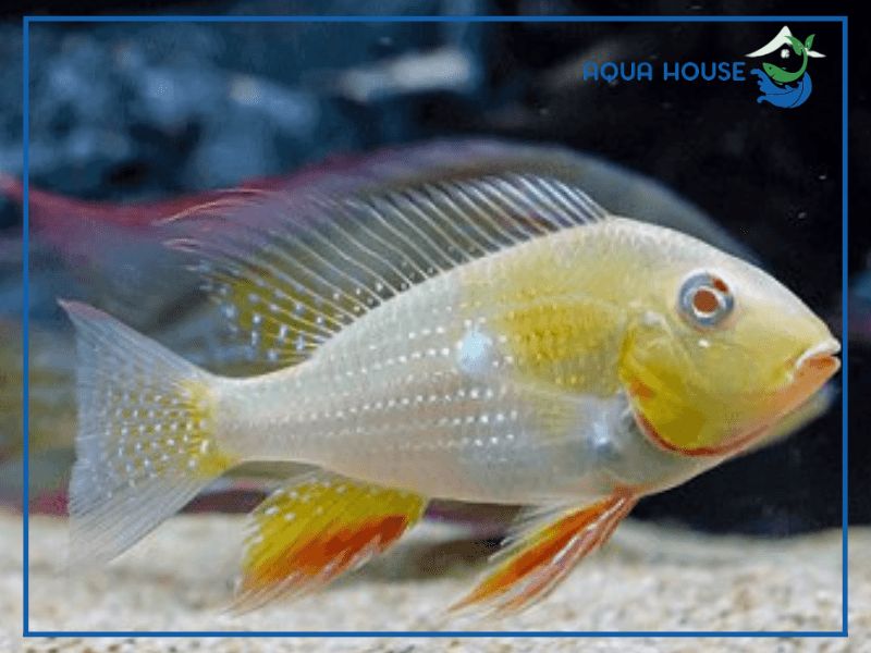 Điều kiện để nuôi chung Cá Hải Hồ Albino thành công