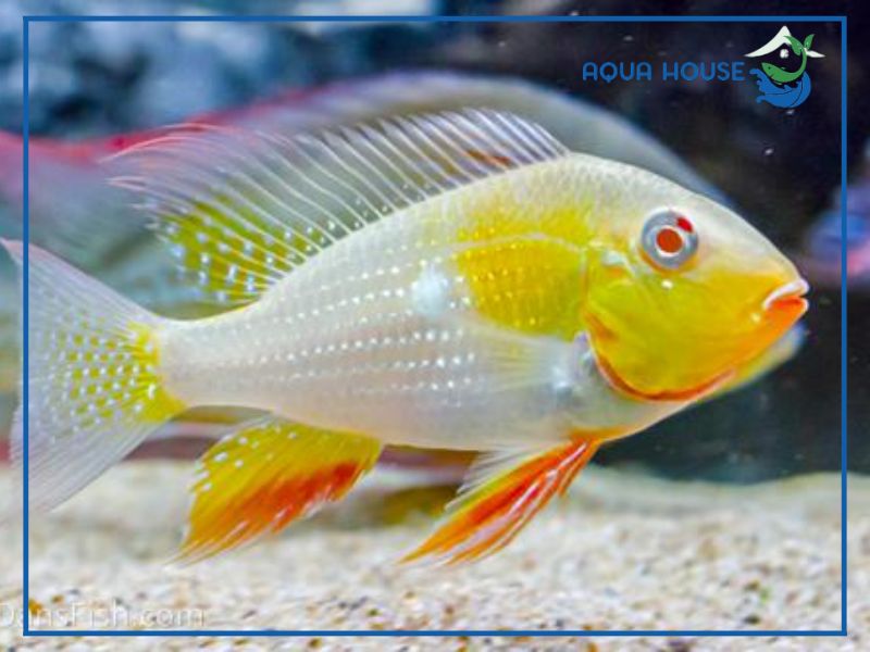 Cá Hải Hồ Vây Dài là cá gì?